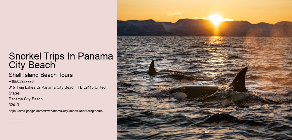 Snorkel Exploration Cruises In Panama City Beach