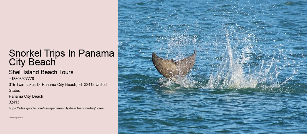 Panama City Beach Dolphin
