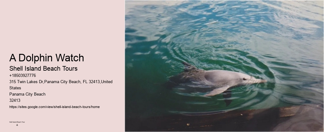 Snorkeling and Dolphin Tour