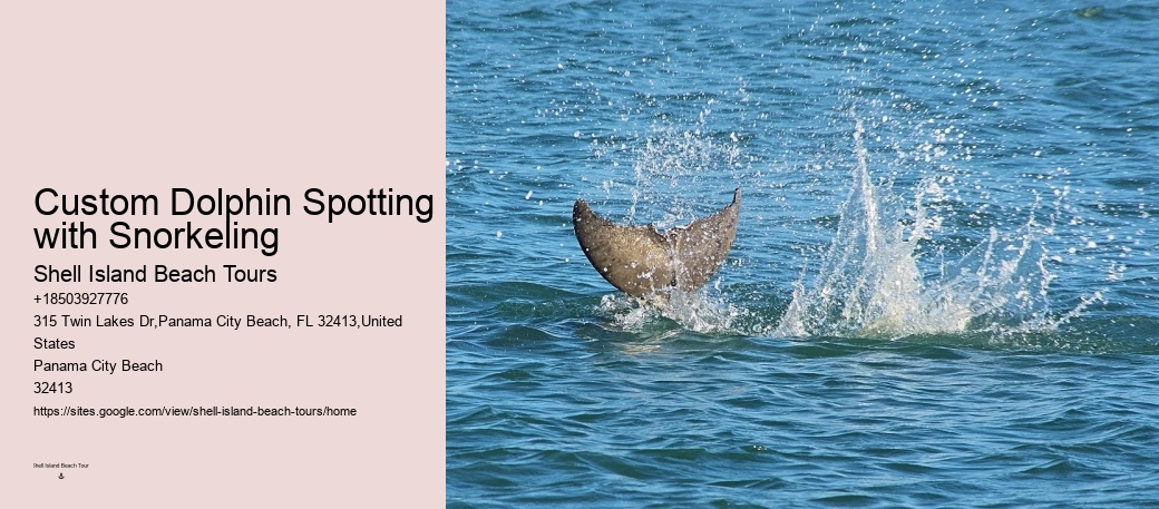 What To Do If A Dolphin Is Stranded On A Beach