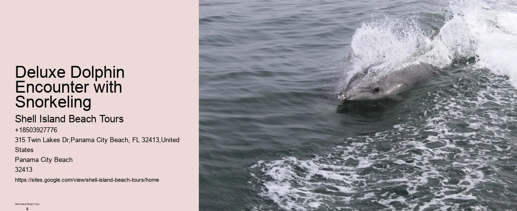 Elite Dolphin Interaction and Snorkeling Tours