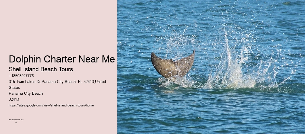 What Should You Wear When Swimming With Dolphins