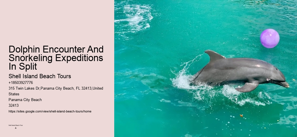 Eco Dolphin Tours