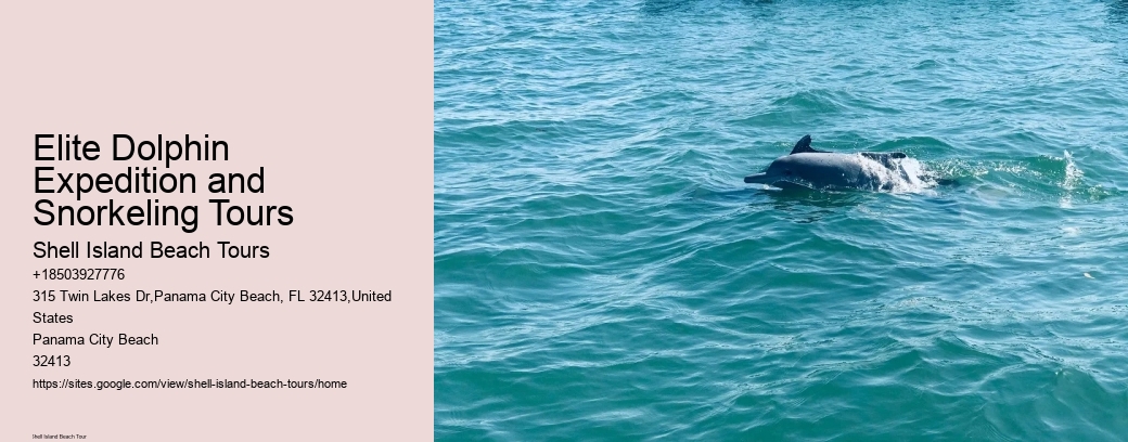Elite Dolphin Expedition and Snorkeling Tours