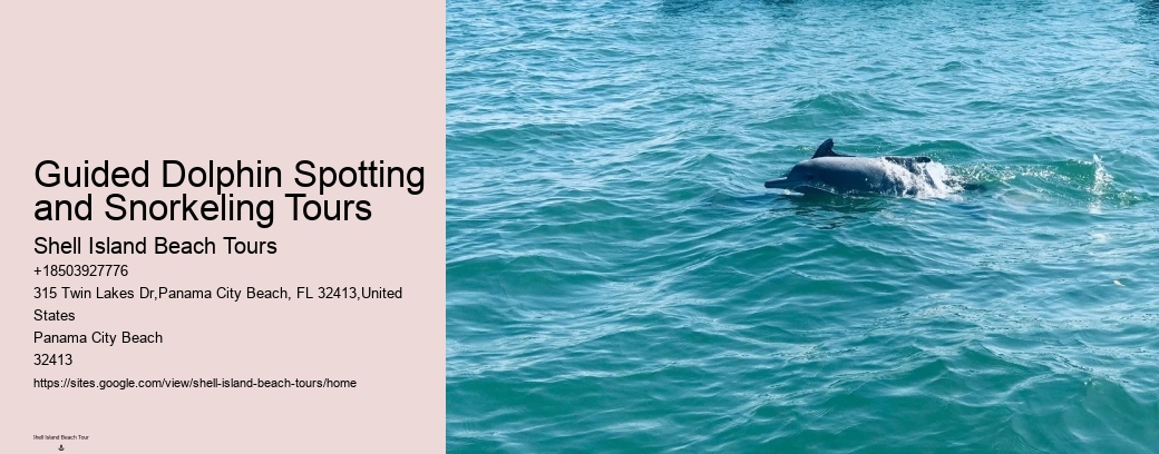 Guided Dolphin Spotting and Snorkeling Tours