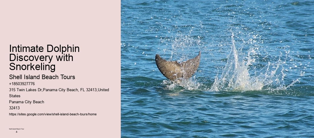 Split Boat Trips For Dolphin Watching And Snorkeling