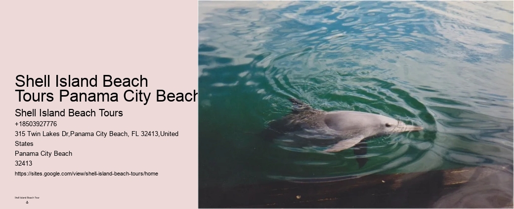 Custom Dolphin Swim and Snorkeling Trips