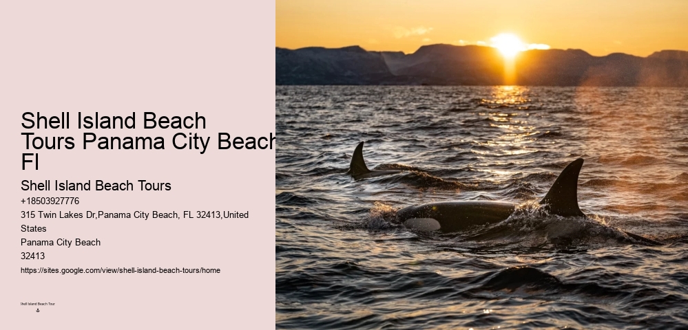 Best Time For Dolphin Watching San Diego
