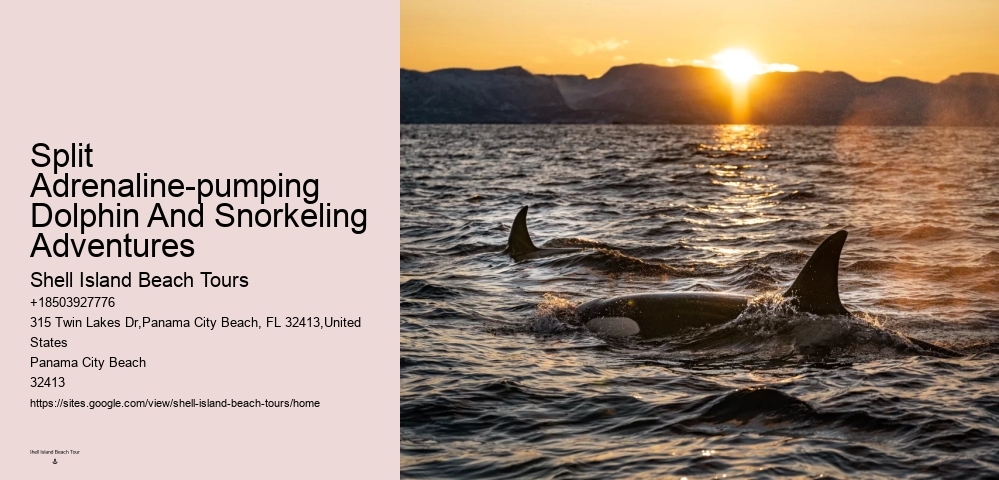 VIP Dolphin Encounter with Snorkeling