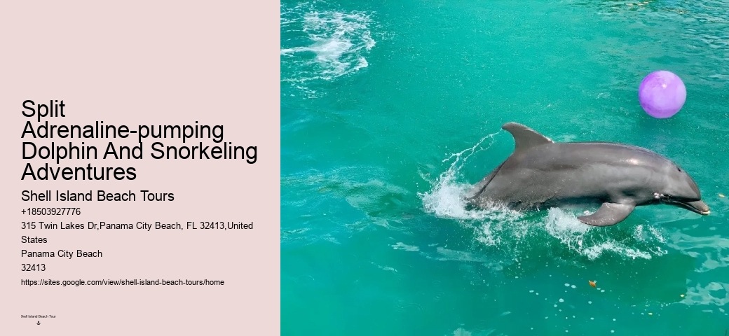 Dolphin watching adventures in Panama City Beach