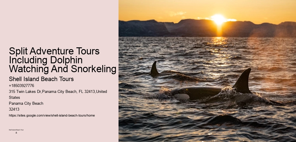 Panama City Beach wildlife tours including dolphins