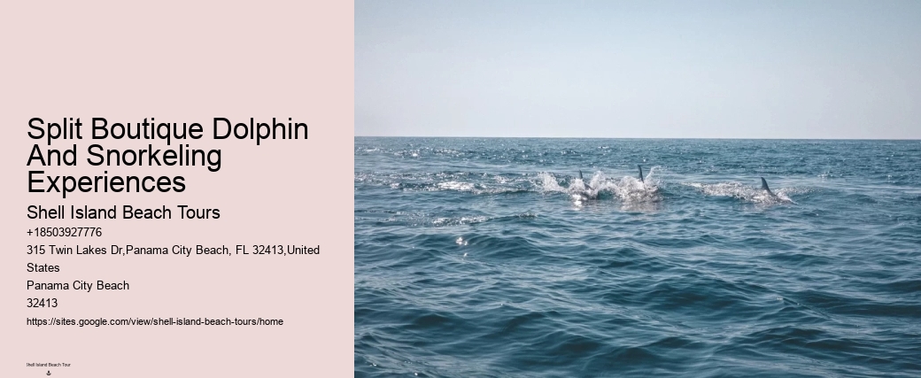 Shell Island Snorkeling & Dolphin Tours