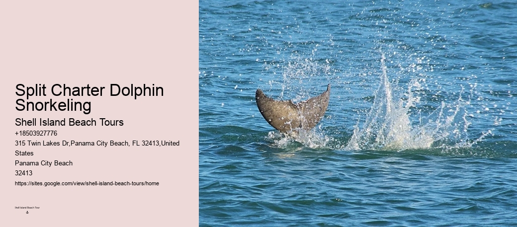Panama City Beach dolphin excursions