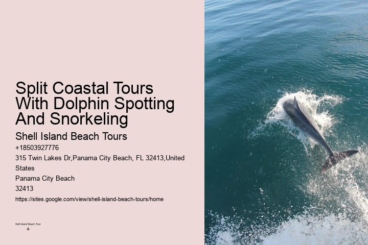 Best Panama City Beach Dolphin Tours
