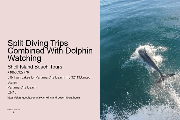 What type of boats are used for dolphin tours in Panama City Beach