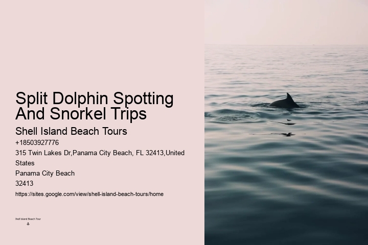 Panama City Beach Dolphin Swim