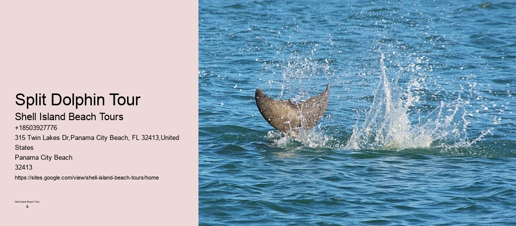 How Do You Spot Dolphins On A Cruise