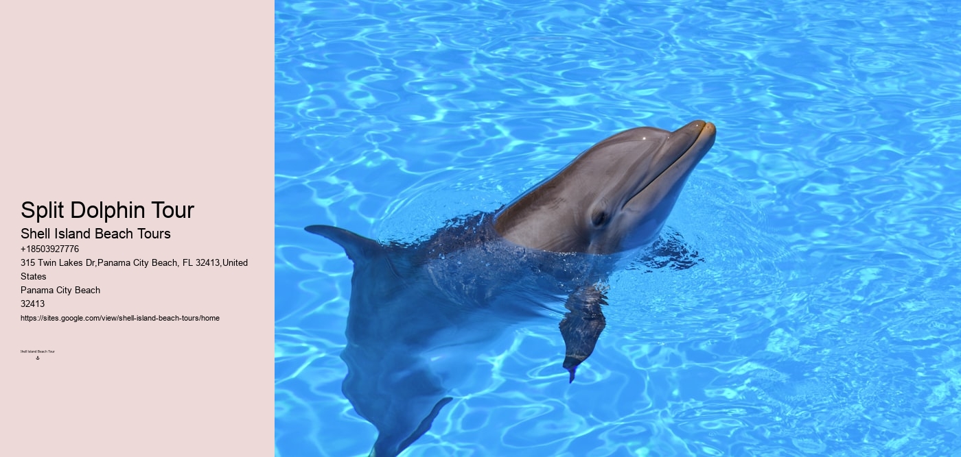 Split Dolphin Tour