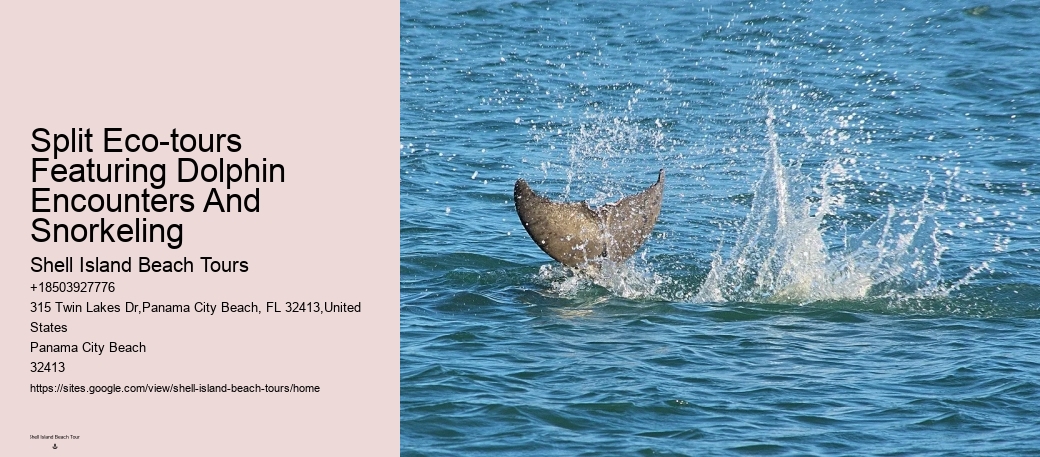 How To Swim With Dolphins