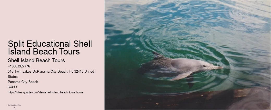 Luxury Dolphin Safari and Snorkeling Tours