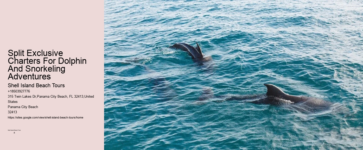 Beach Dolphin Tours