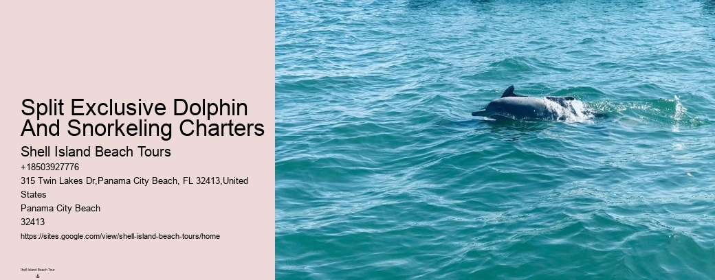 Split Exclusive Dolphin And Snorkeling Charters