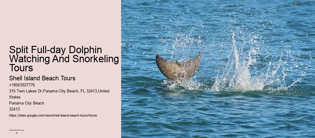Dolphin And Snorkel Tours Near Me