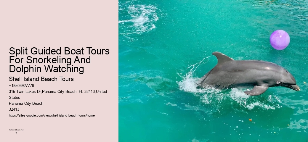 Dolphin spotting tours in Panama City Beach