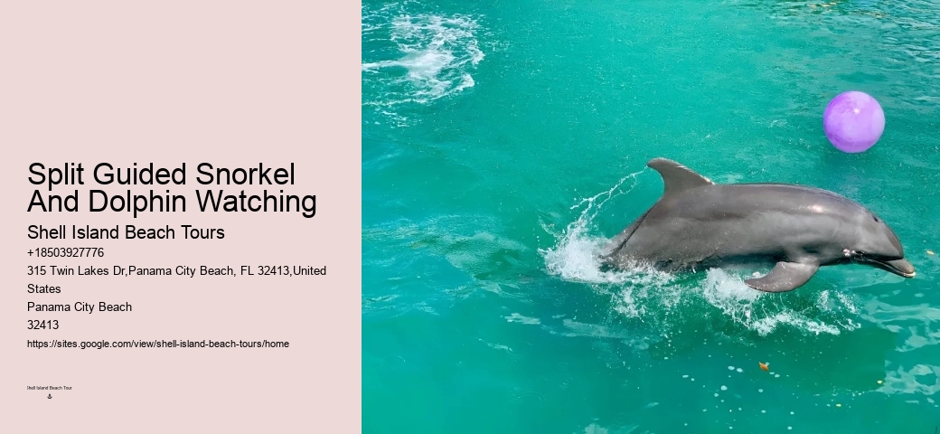 Panama City Beach dolphin sightseeing cruises