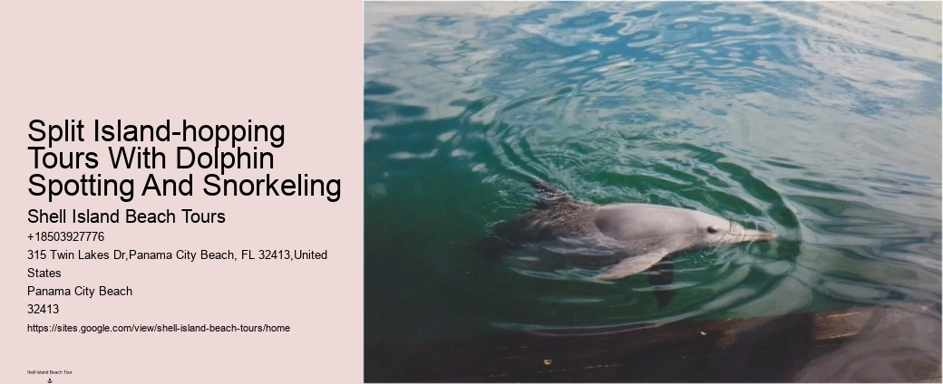 Bespoke Dolphin Encounter with Snorkeling