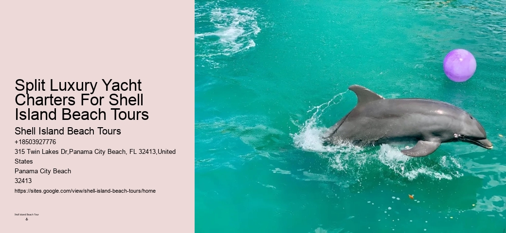Personal Dolphin Watching with Snorkeling