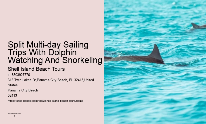 VIP Dolphin Swim and Snorkeling Tours