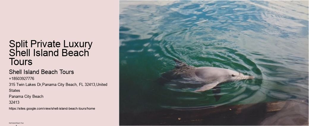 Split Vip Snorkeling And Dolphin Watching Tours