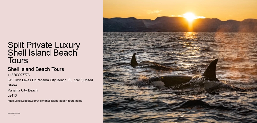 Are there evening or night dolphin tours available in Panama City Beach