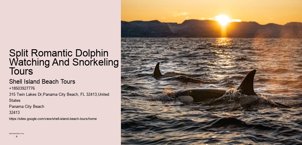 Dolphin Safaris PCB