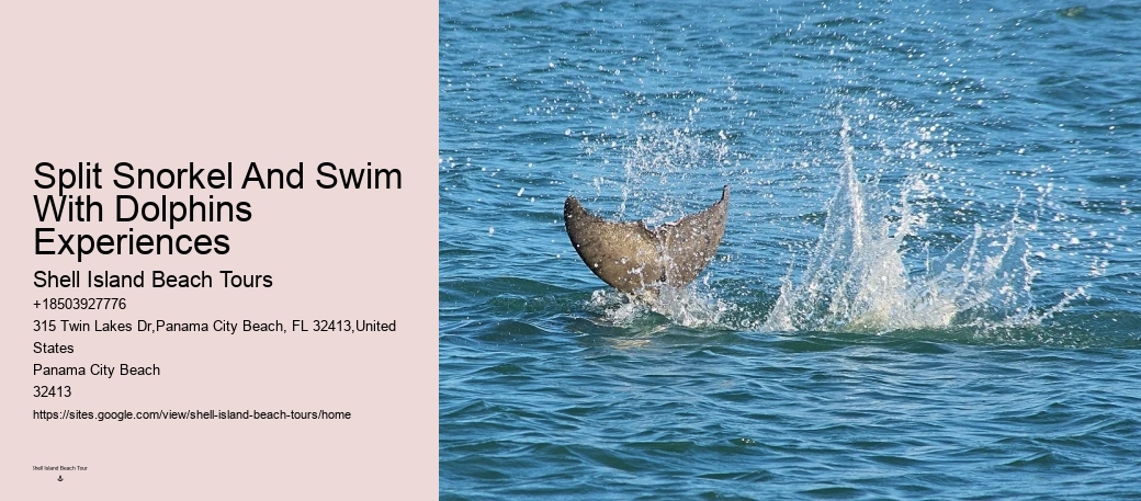 Split Charter Dolphin Snorkeling Tours