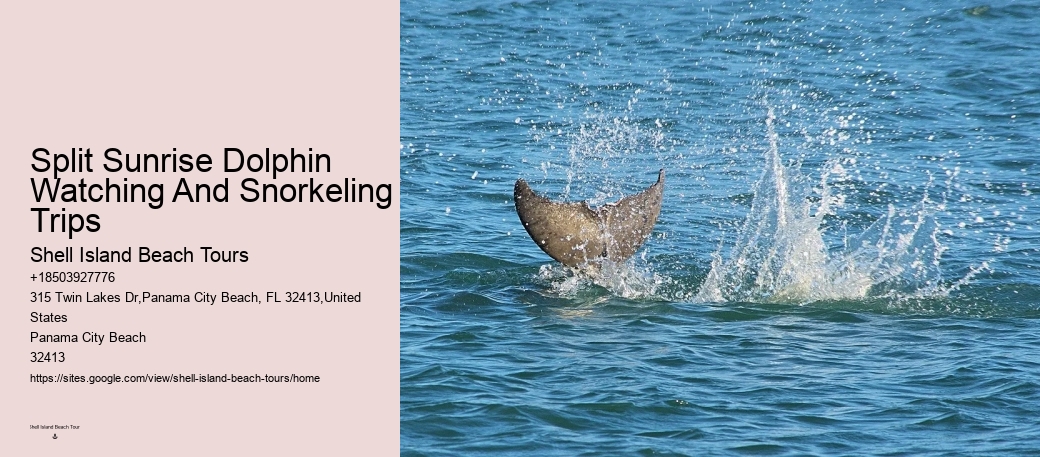 Split Charter Dolphin And Snorkeling Tours Cost