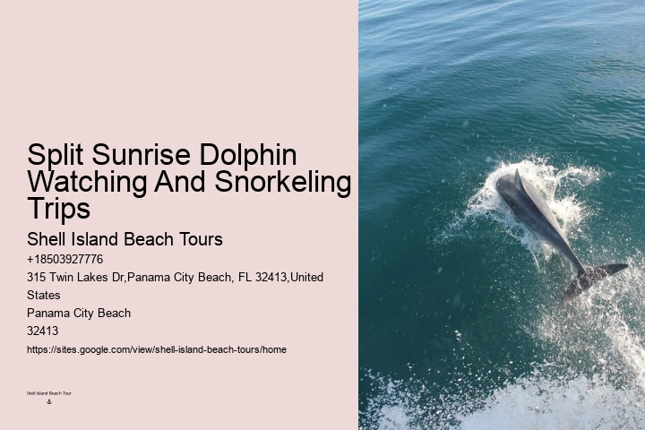 Small Group 2 Hour Dolphin Cruise With Snorkeling To