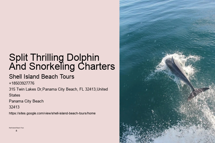 Individual Dolphin Watching and Snorkeling Trips