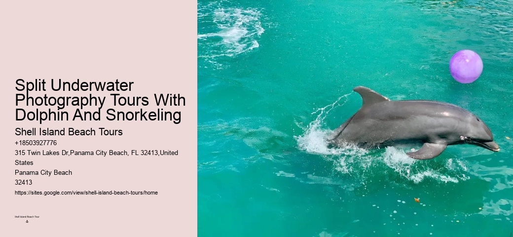 Dolphin-watching