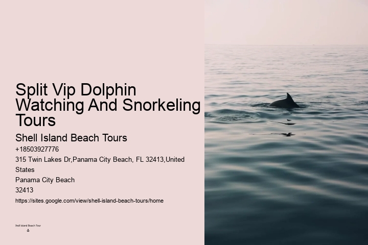Dolphin Tours In Panama City Beach Florida