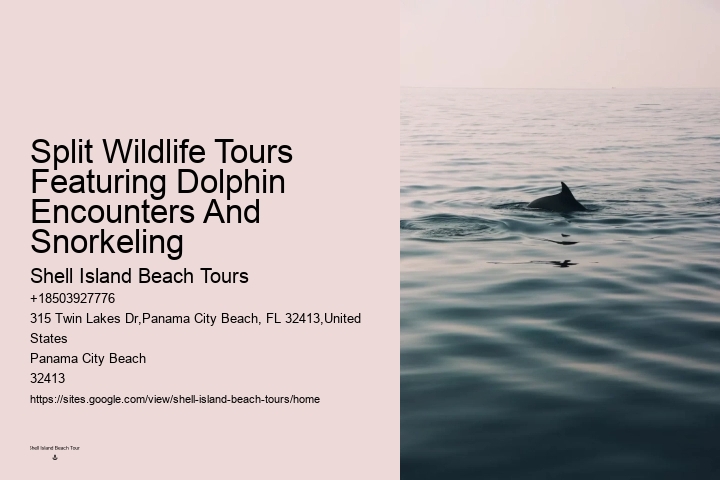 Dolphin Tours Panama City Beach Fl