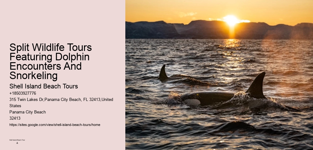 Panama City Beach Dolphin Tours Prices