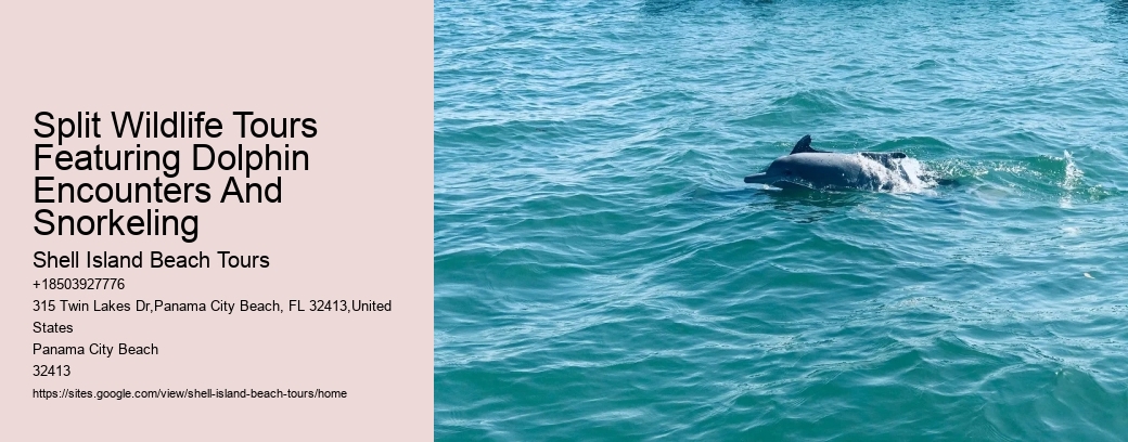 Split Wildlife Tours Featuring Dolphin Encounters And Snorkeling