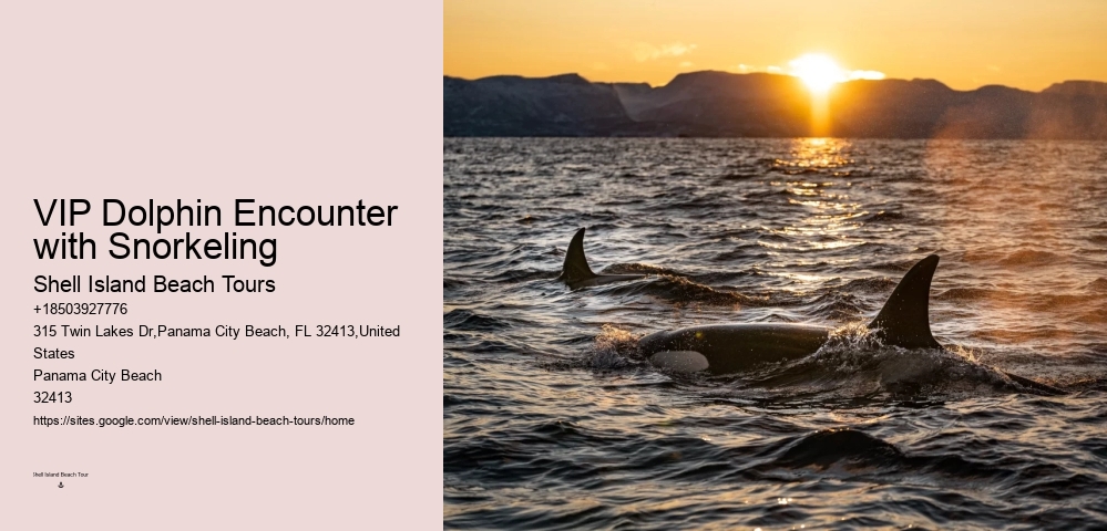 Dolphin Tours And Travels