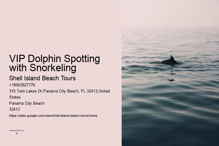 Tailored Dolphin Watching with Snorkeling