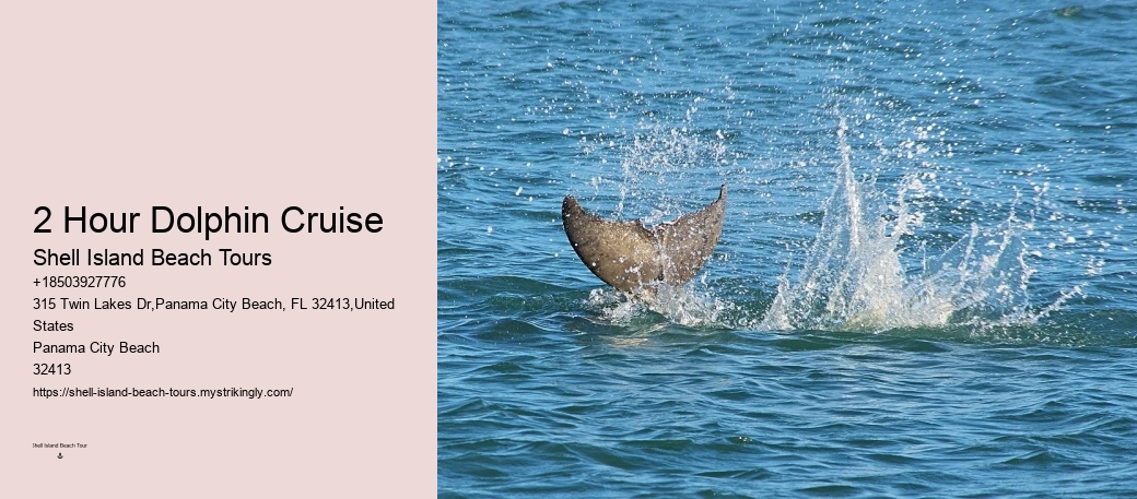 Is It Safe To Swim With Wild Dolphins