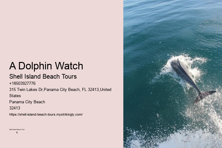 Panama City Beach Snorkeling Dolphins