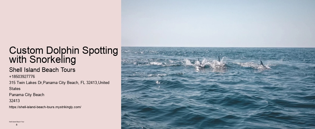 Dolphin Watching