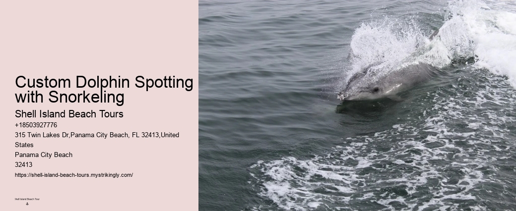 VIP Dolphin Swim and Snorkeling Tours